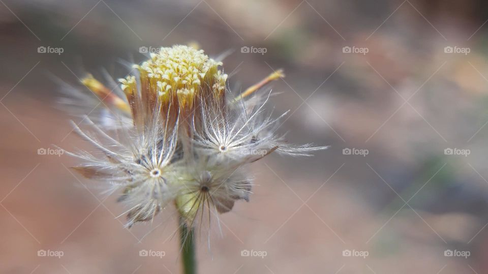 Close-up view of yellow flowers