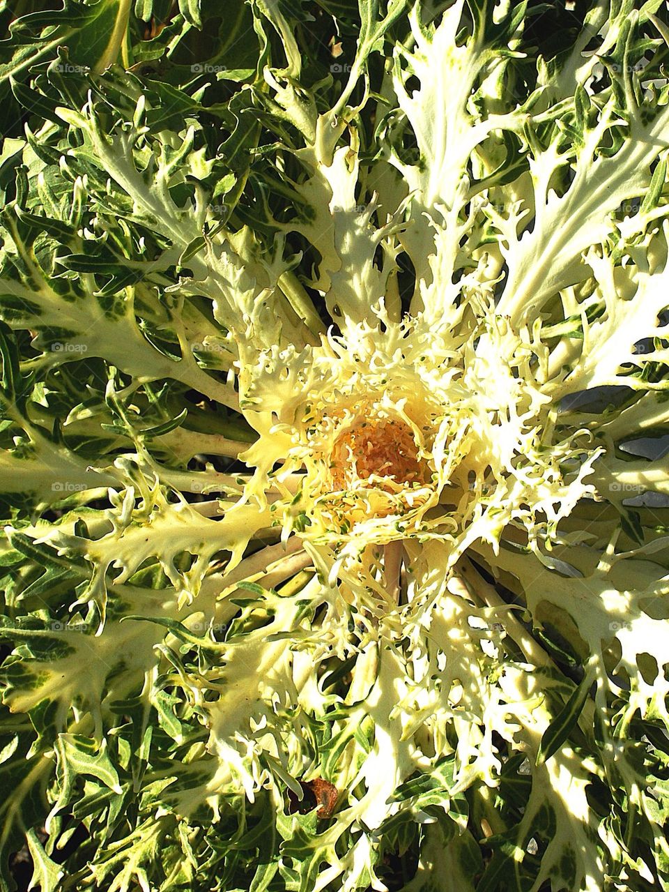 Cabbage close up