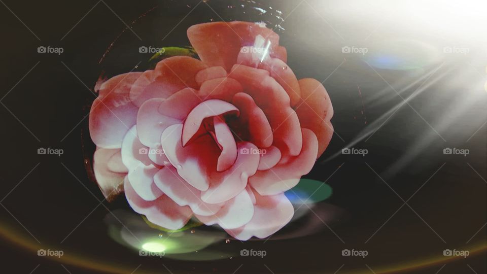 Flower in blown glass