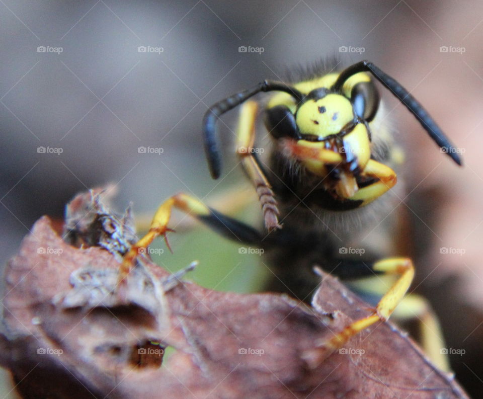 Macro shot of a bee