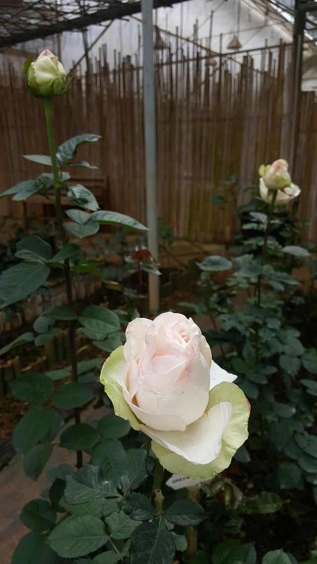 multicolored rose
