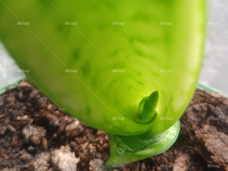 plantas de hojas duras con verde hermoso. El color verde representa vida...