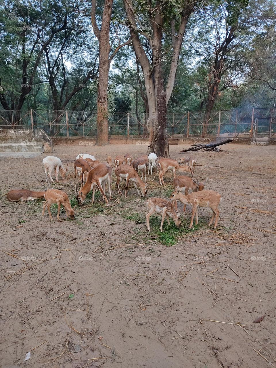 beautiful😍 deers🦌🦌🦌🦌🦌🦌