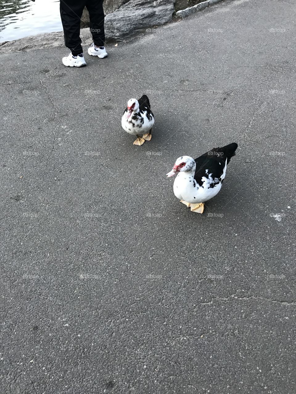 At Central Park New York 