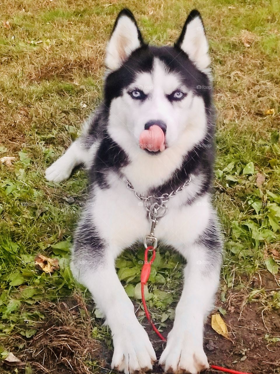 Siberian husky 