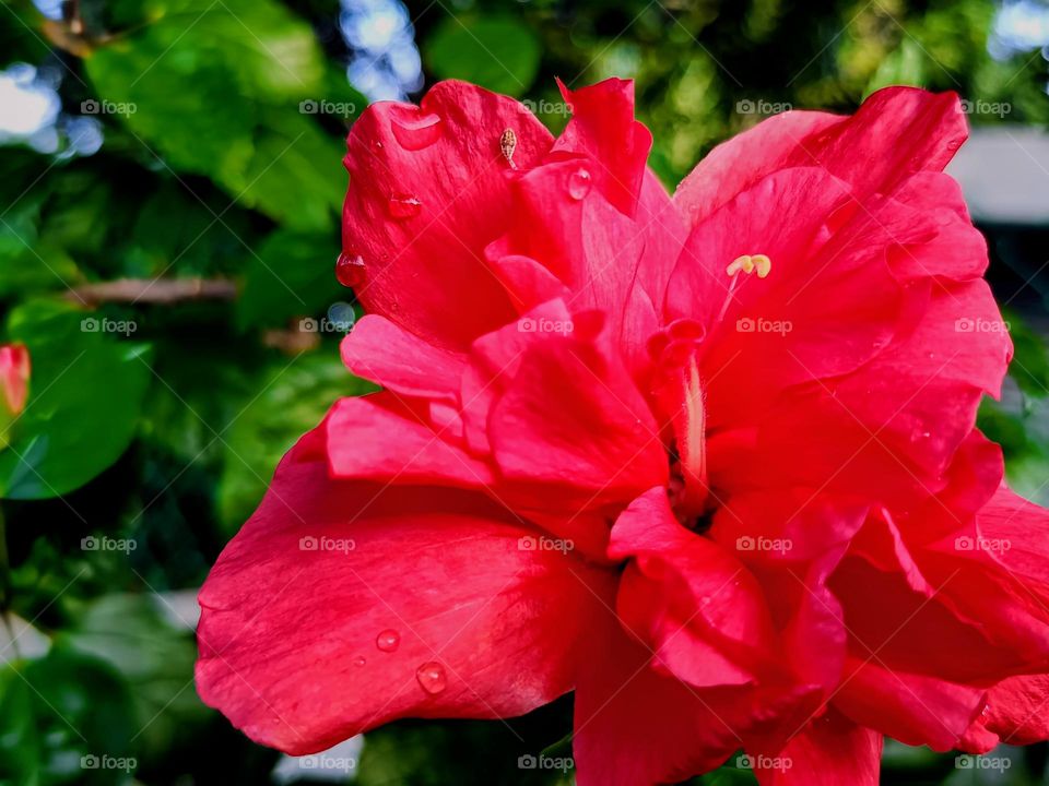 Close view of Hibiscus flower.