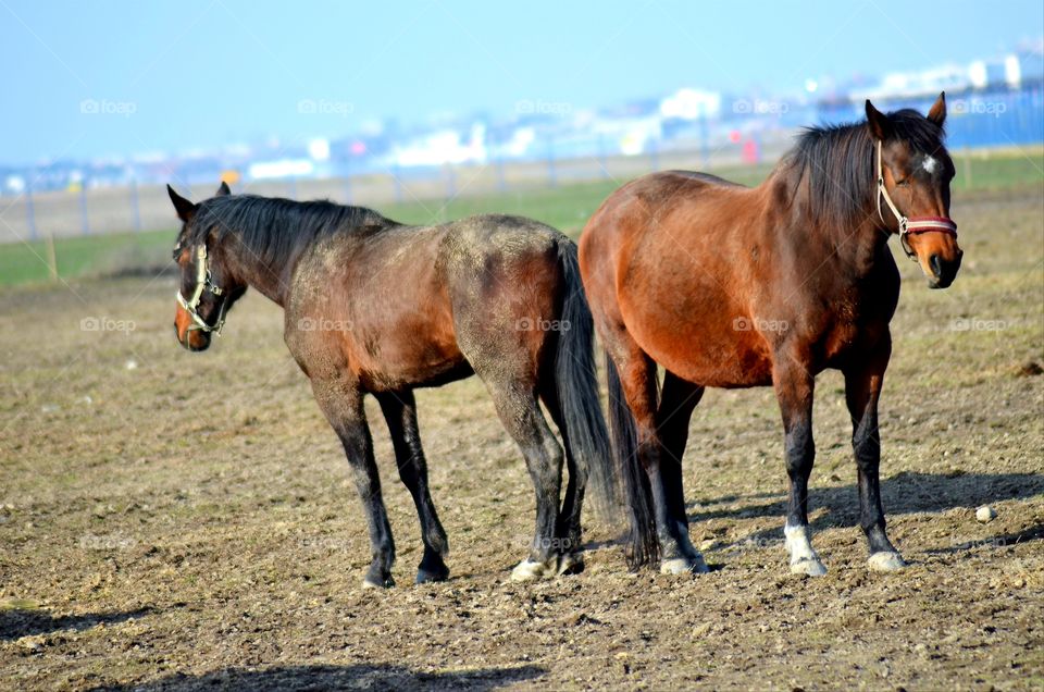 Horses on the meadow