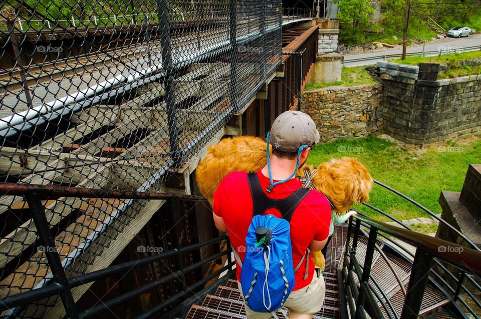 Retriever Afraid of Stairs