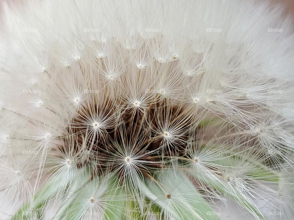 Fluffy and white ... seeds of life.