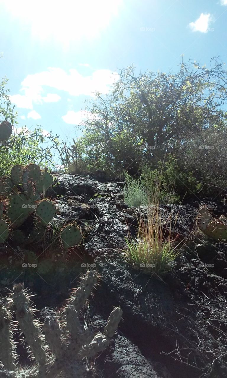 Volcano Cactus