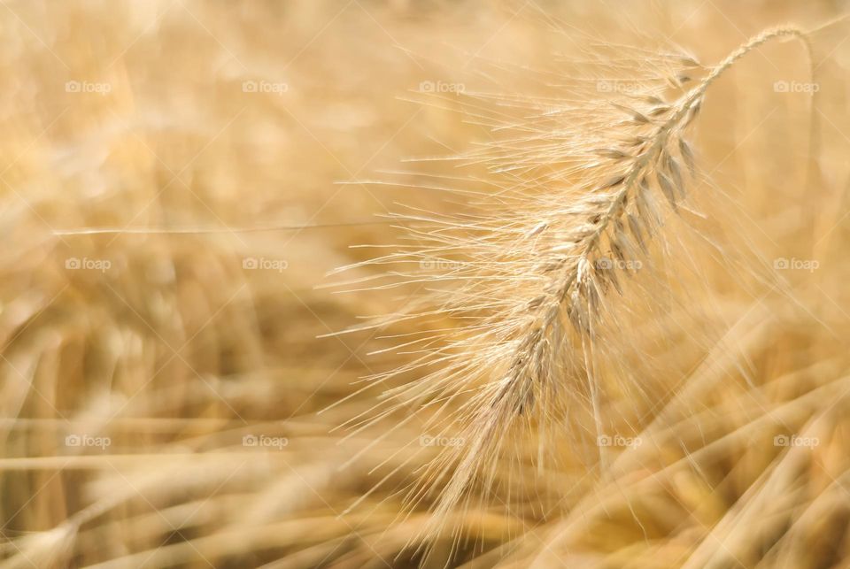 Golden crop in the field