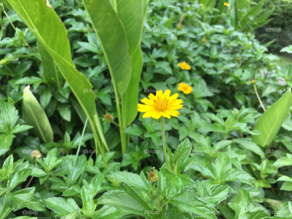 Yellow flower 