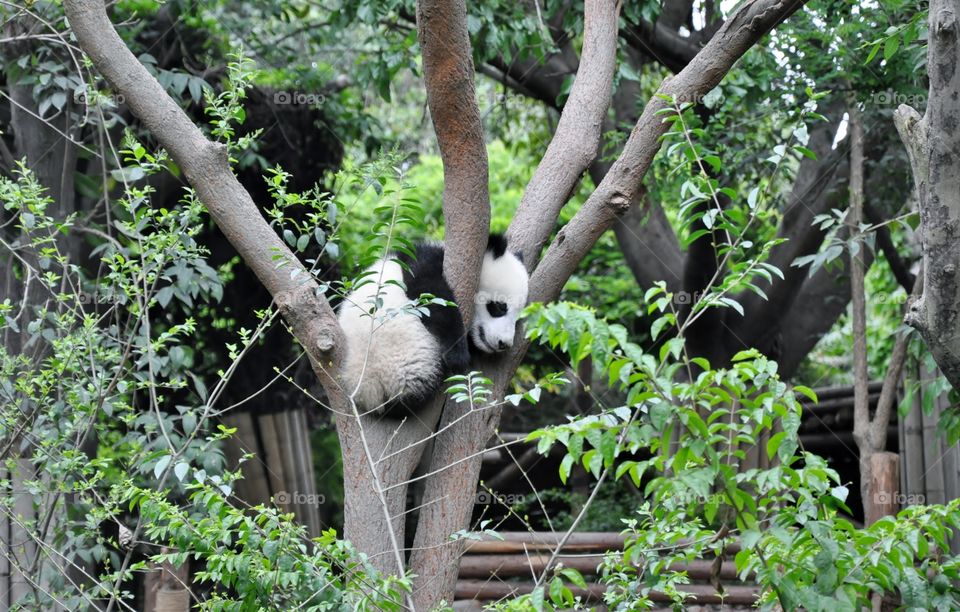 Baby panda on a tree branch