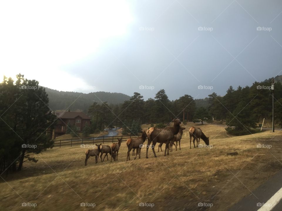 Elk on hill