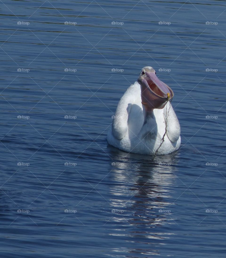 Pelican's Big mouth full