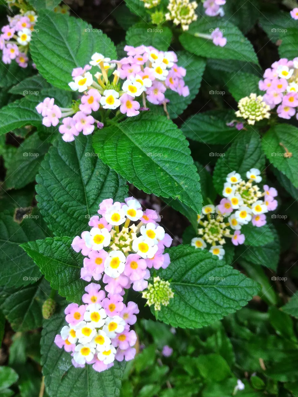 only this flower tree, when the morning sun rises that beautiful eyes see.