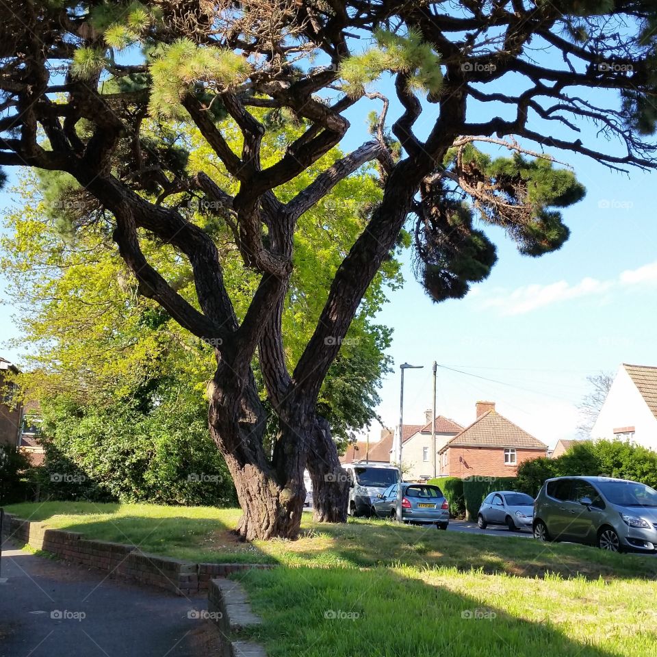 Tree, Landscape, Park, No Person, Outdoors