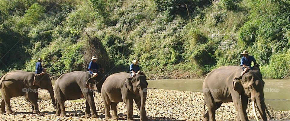Elephants
