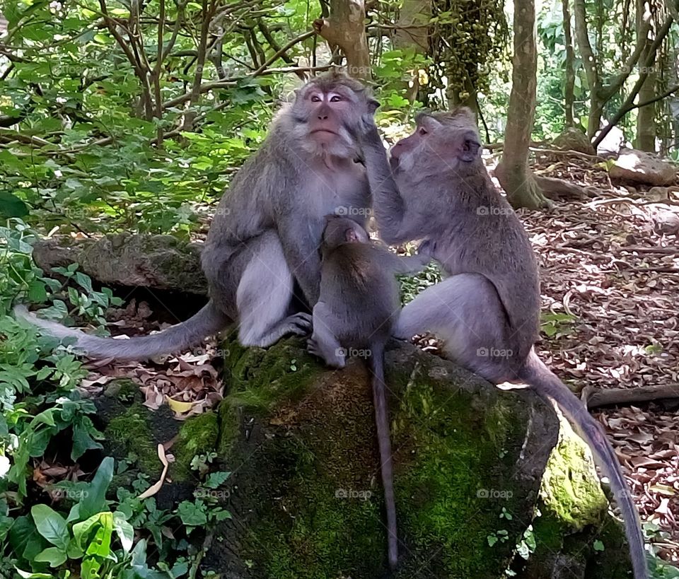 Monkey family, Ubud, Bali