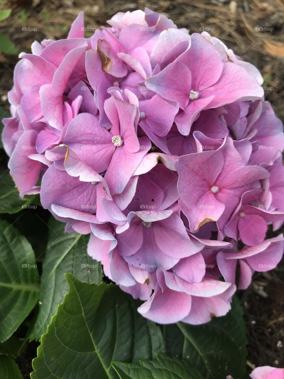 Hydrangea
