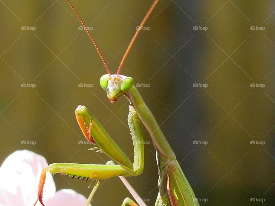 Mantis posing 