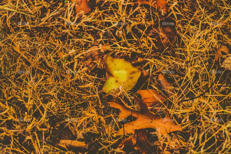 fallen leafs in the grass