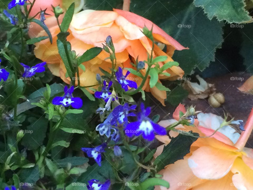 Summer Flowers