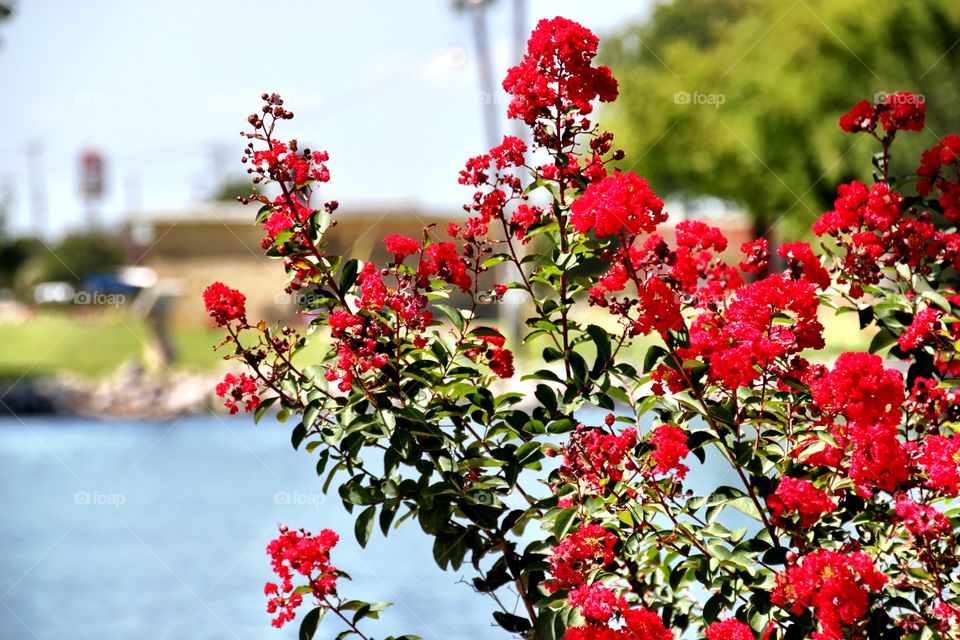 Red crepe myrtle 