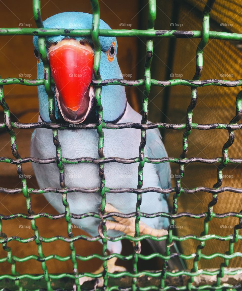 Um olhar muito interessante do periquito. Não gosto de gaiolas, mas se alguém soltar essa ave, não conseguirá mais viver sozinha (o “Blu” deve ter nascido em cativeiro).