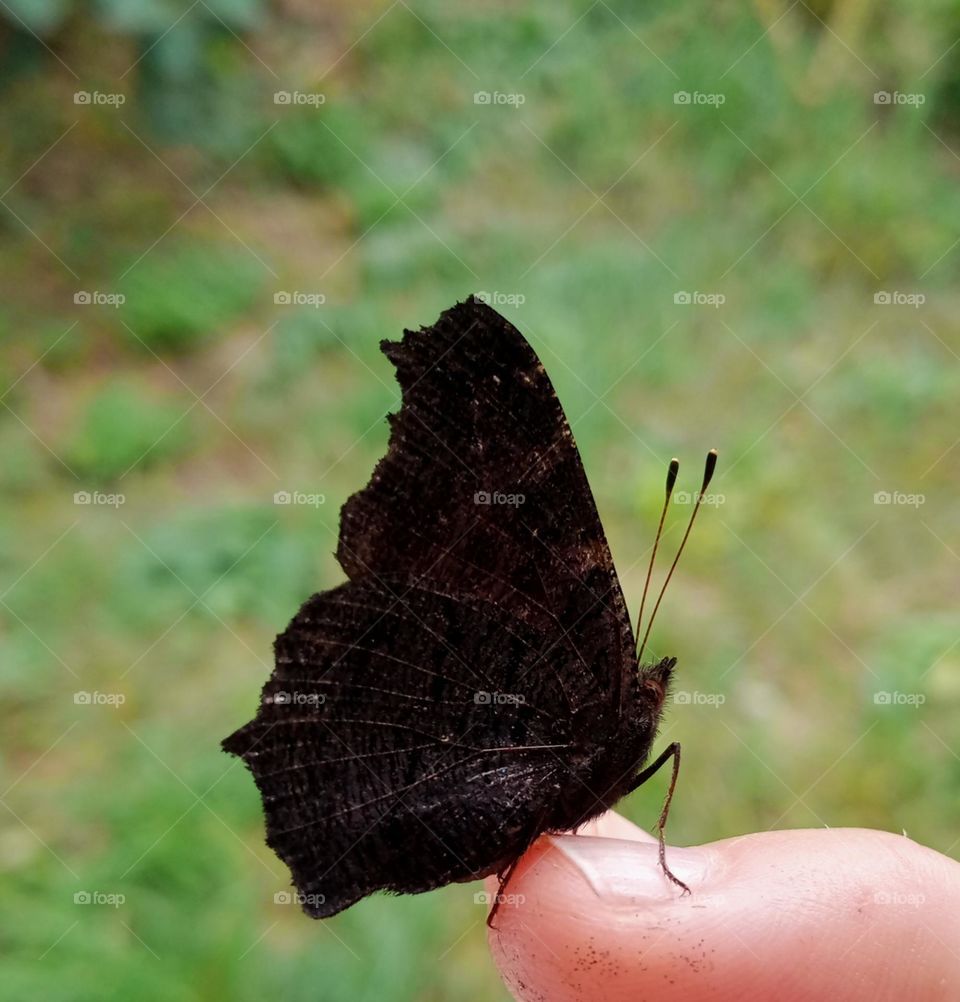 A cute butterfly sat down to rest :) 📷🦋💚