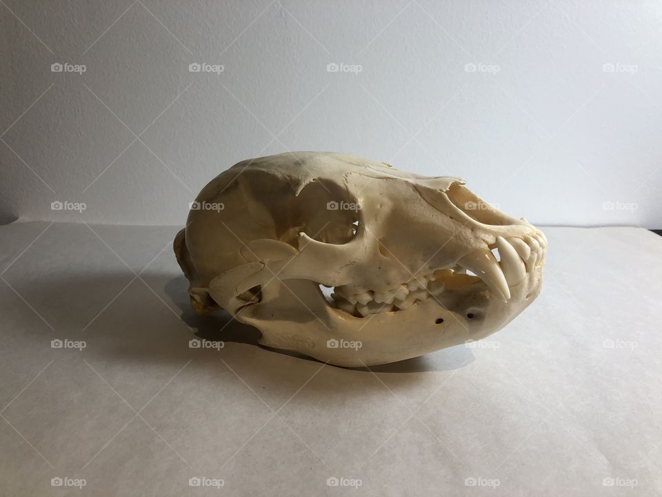 Skull still life