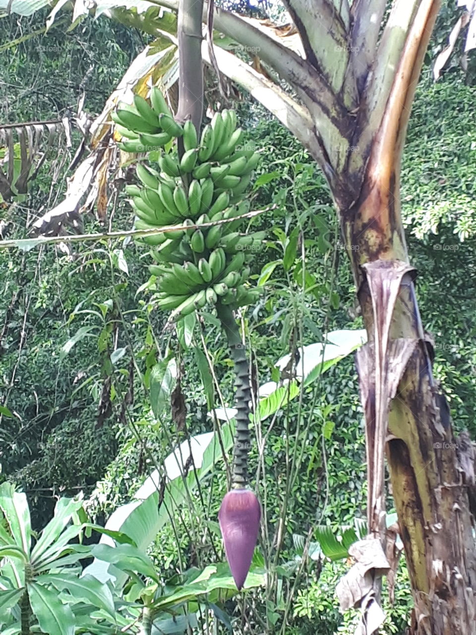 bananas