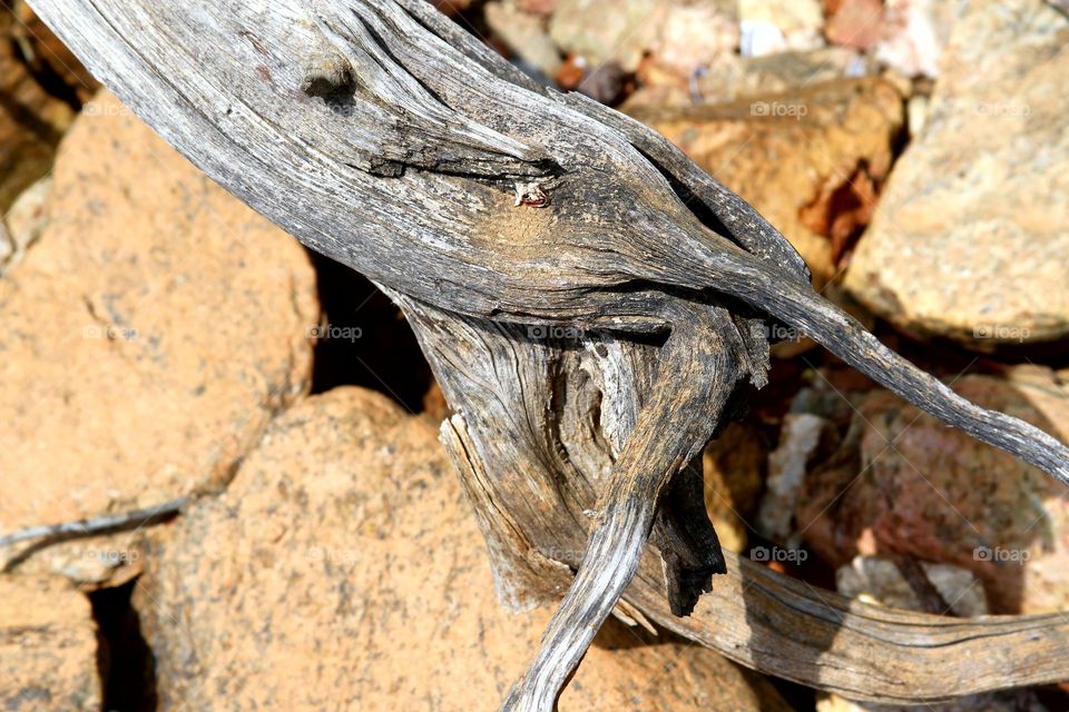 driftwood o