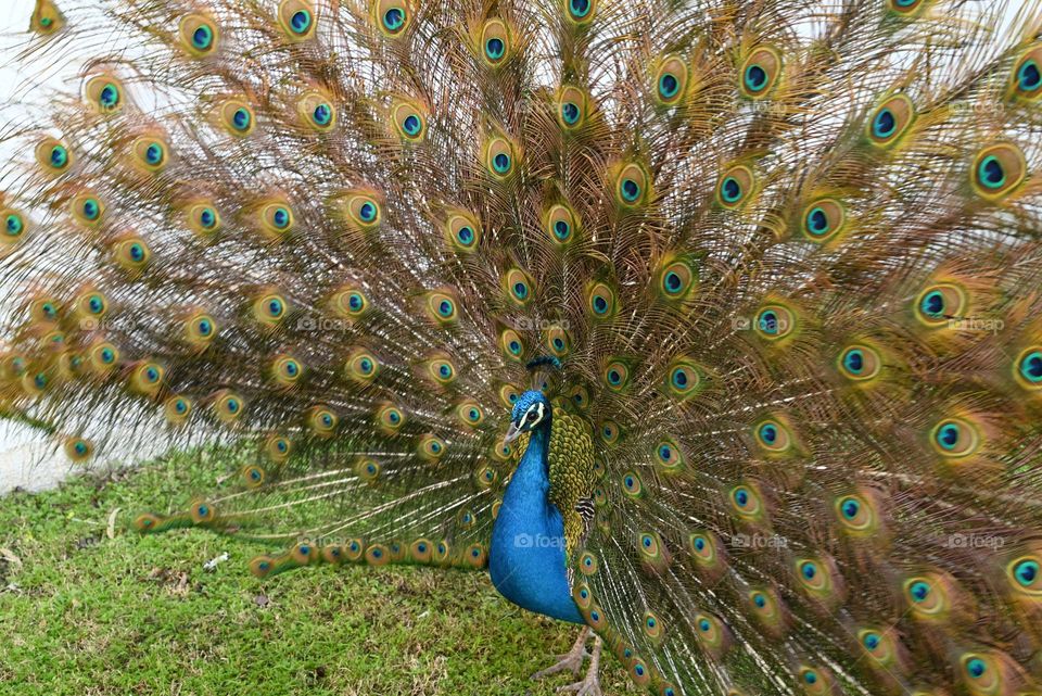 peacock