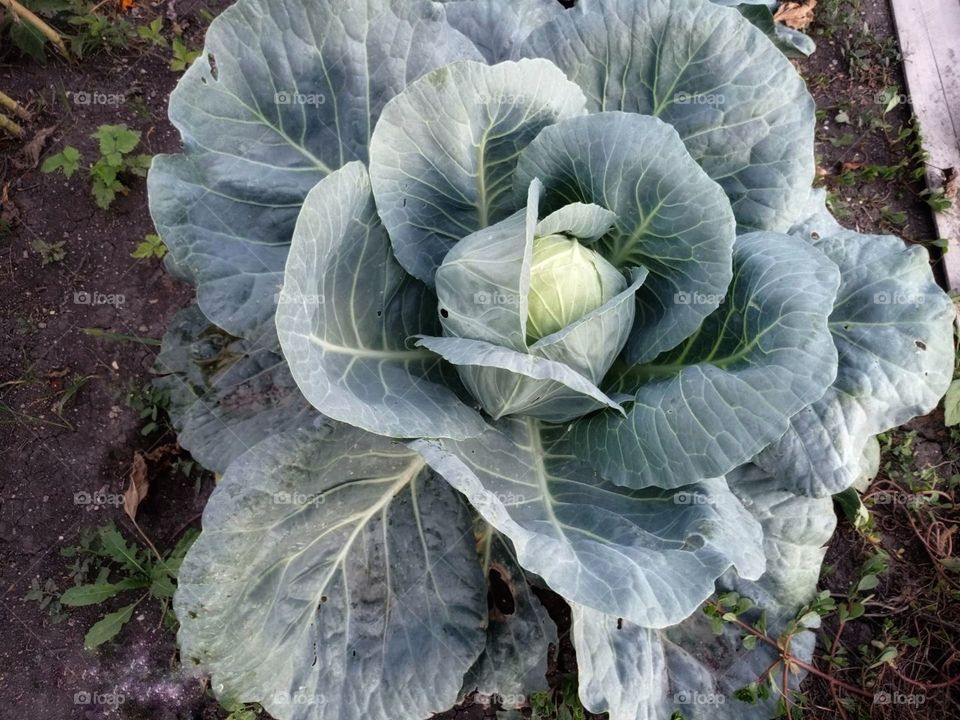 Cabbage in the garden.