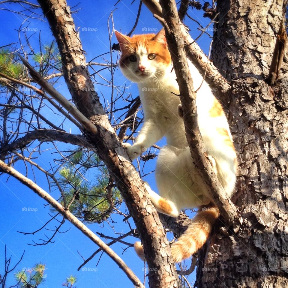 Orange and white cat in a tree 