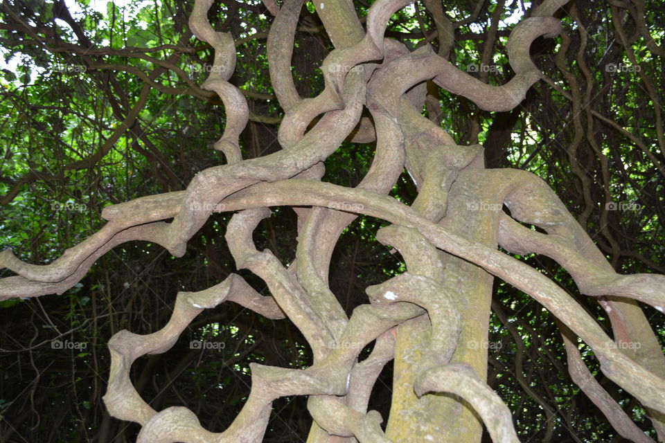 Gnarled tree branches 