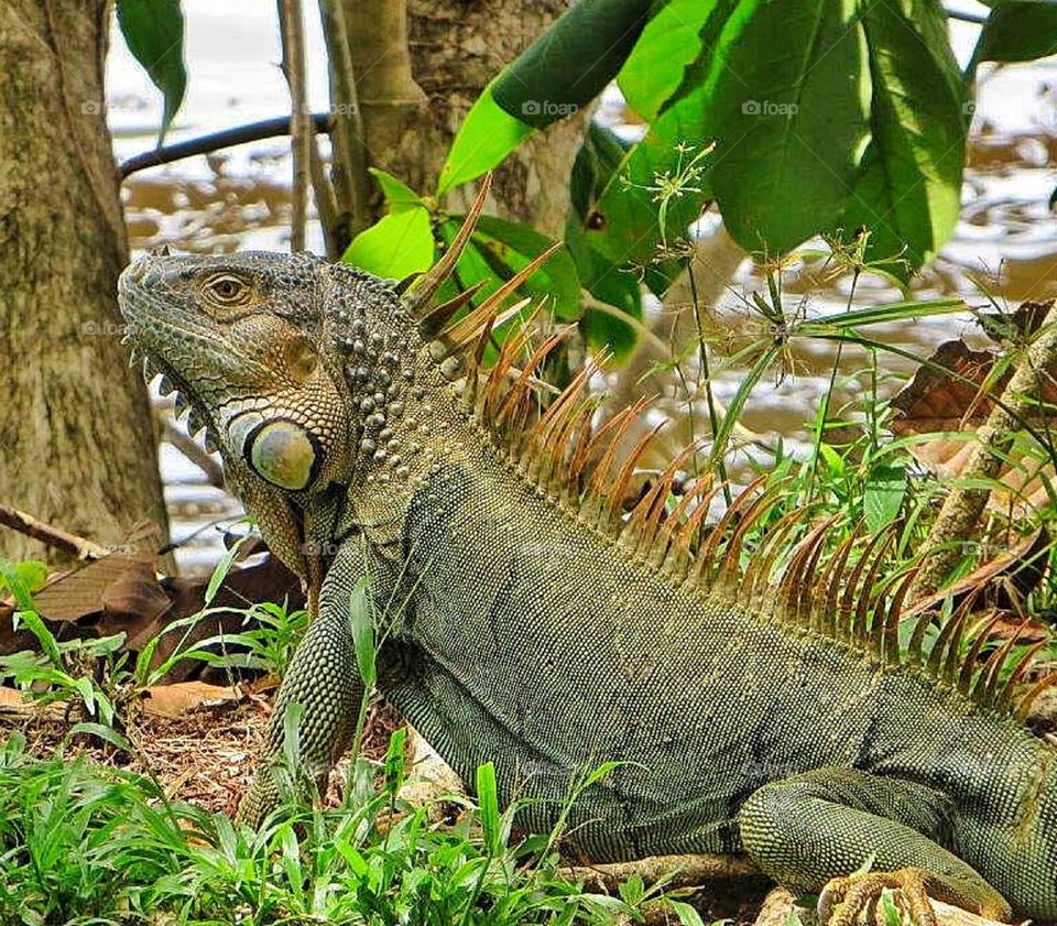 Iguana on a stroll