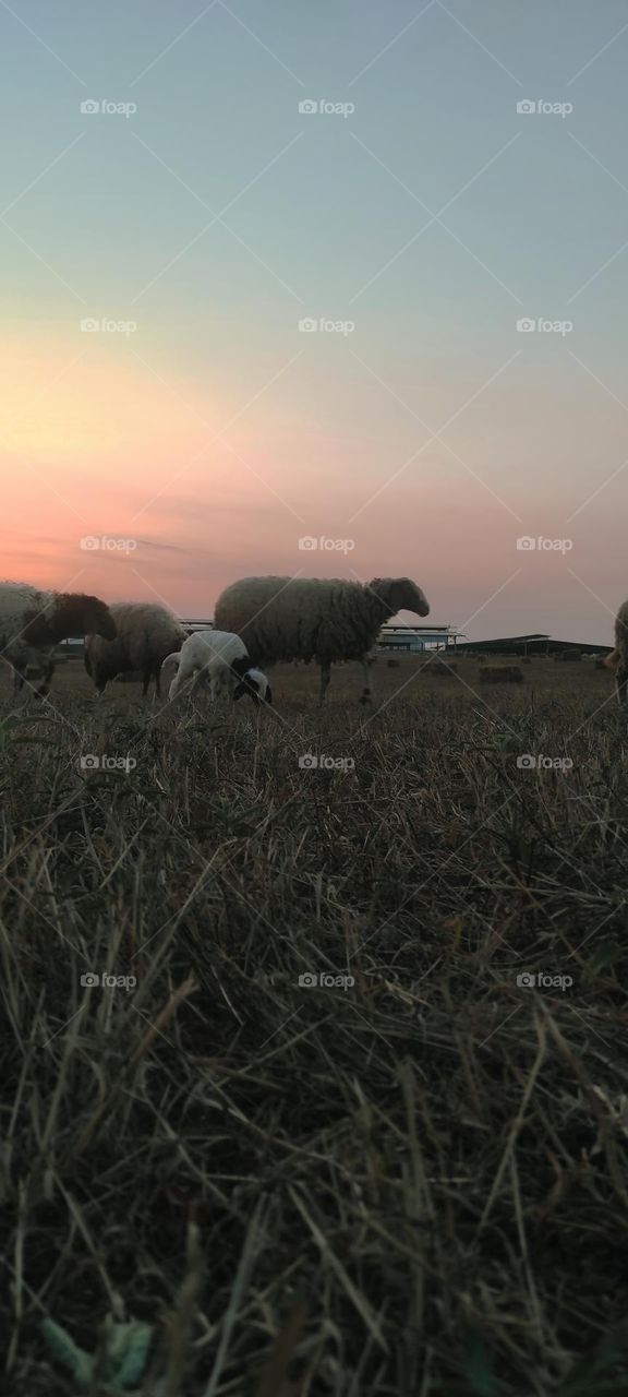 A snapshot of sheep grazing in the fields