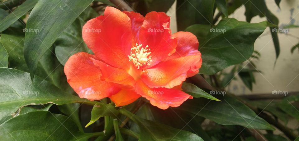 orange collored flower