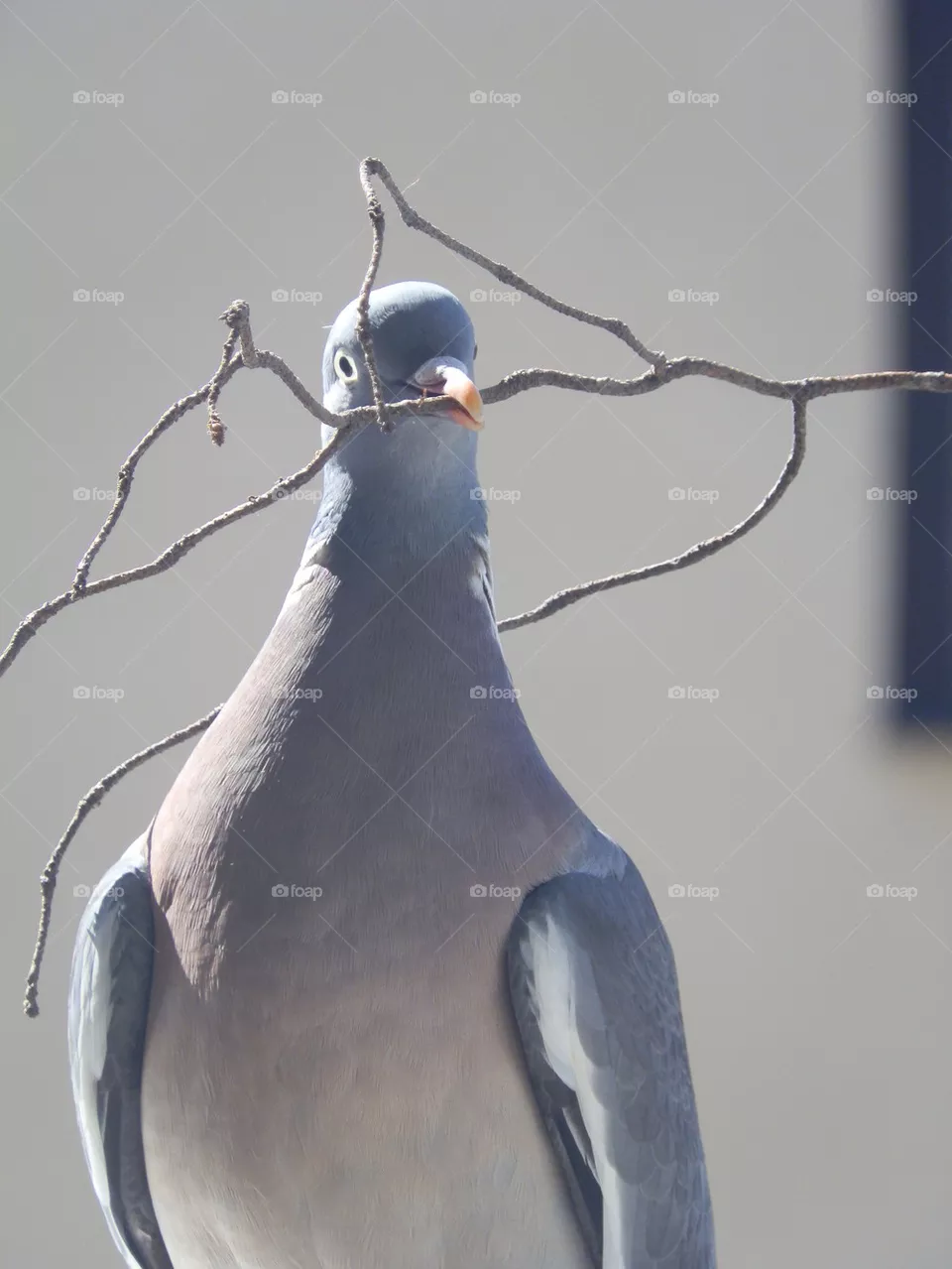 Pigeon