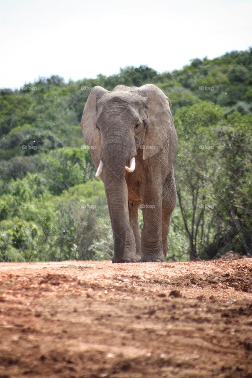 the giants of Addo. South Africa. roaming free.