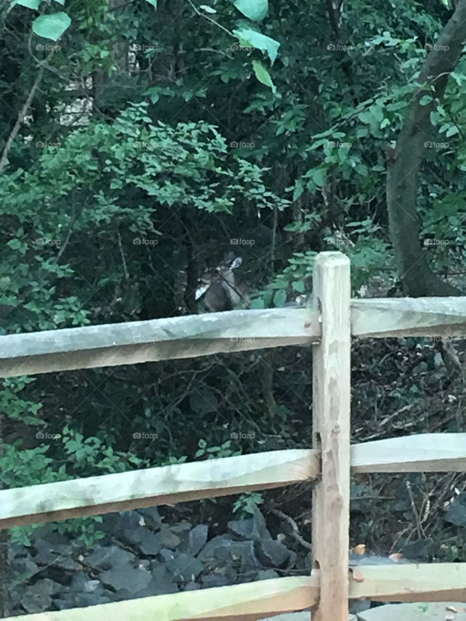 Deer in Woods