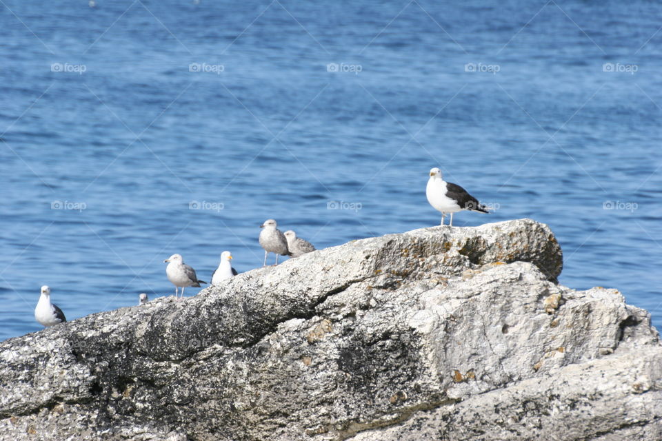 Sunbathing seagulls at Ballintoy, Northern Ireland