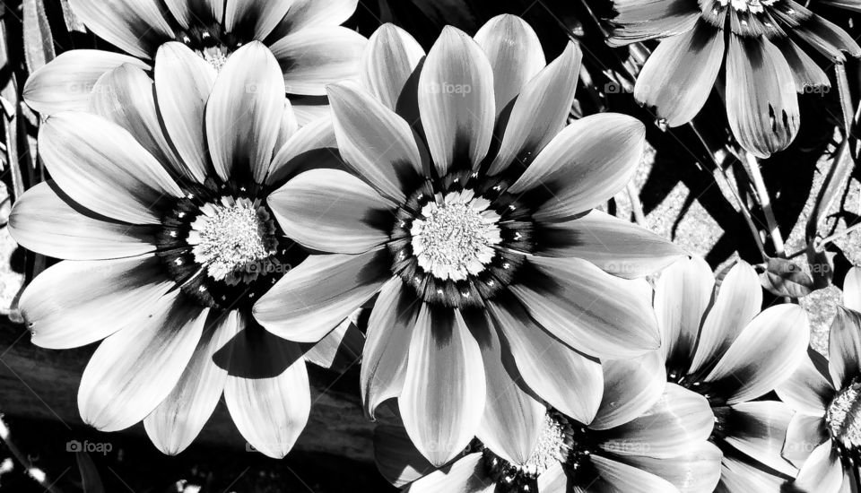 Flower texture in black and white