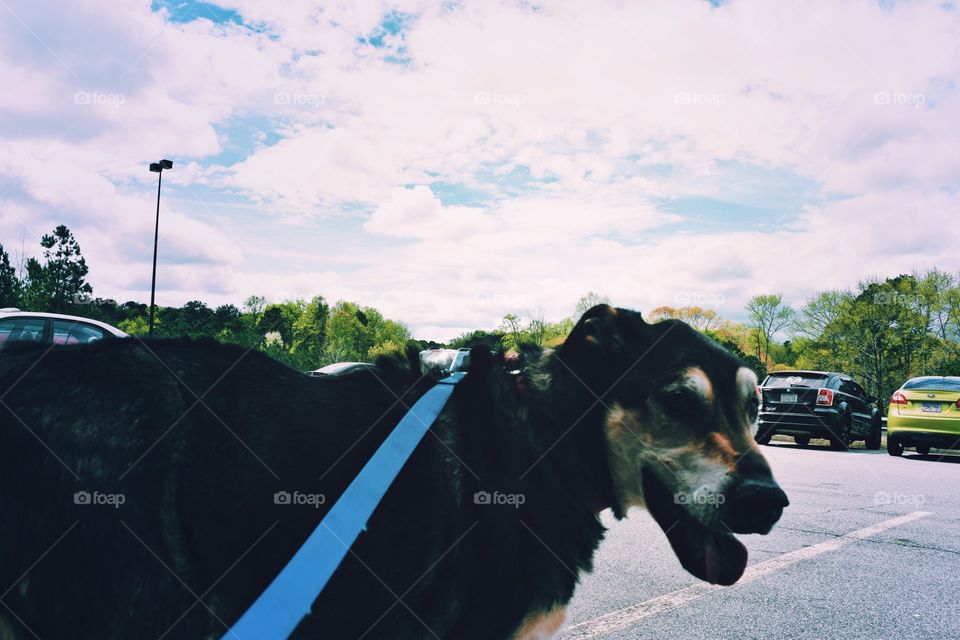 Mammal, No Person, Road, Landscape, Outdoors