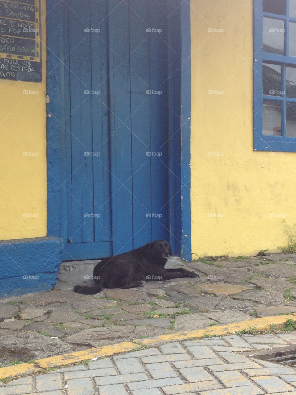 Dog in the street