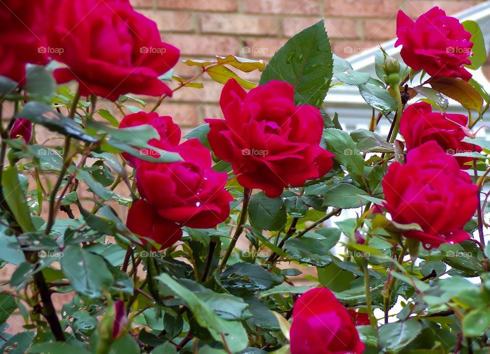 Rose bush