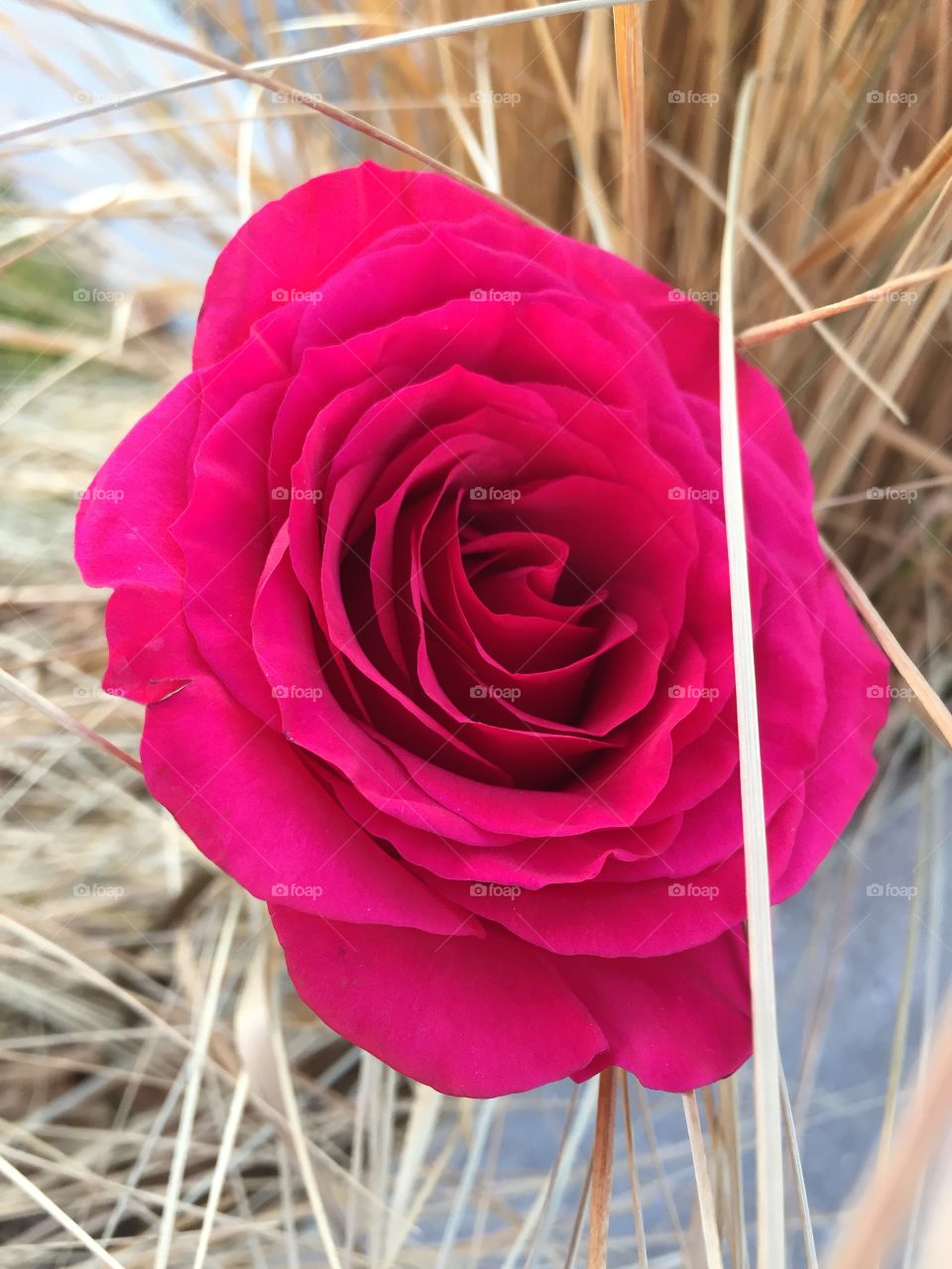 Valentines Rose sticking out from brush