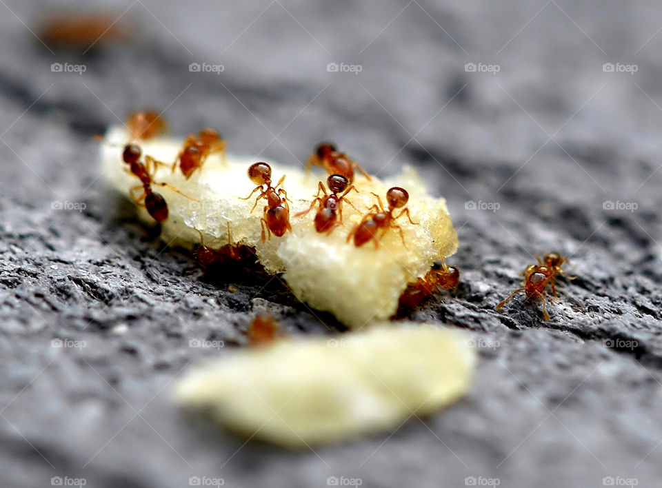 Ant collecting food
